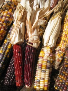 Maize on Thanksgiving