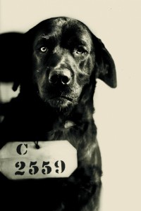 Pep the black Lab - Inmate No. C 2559