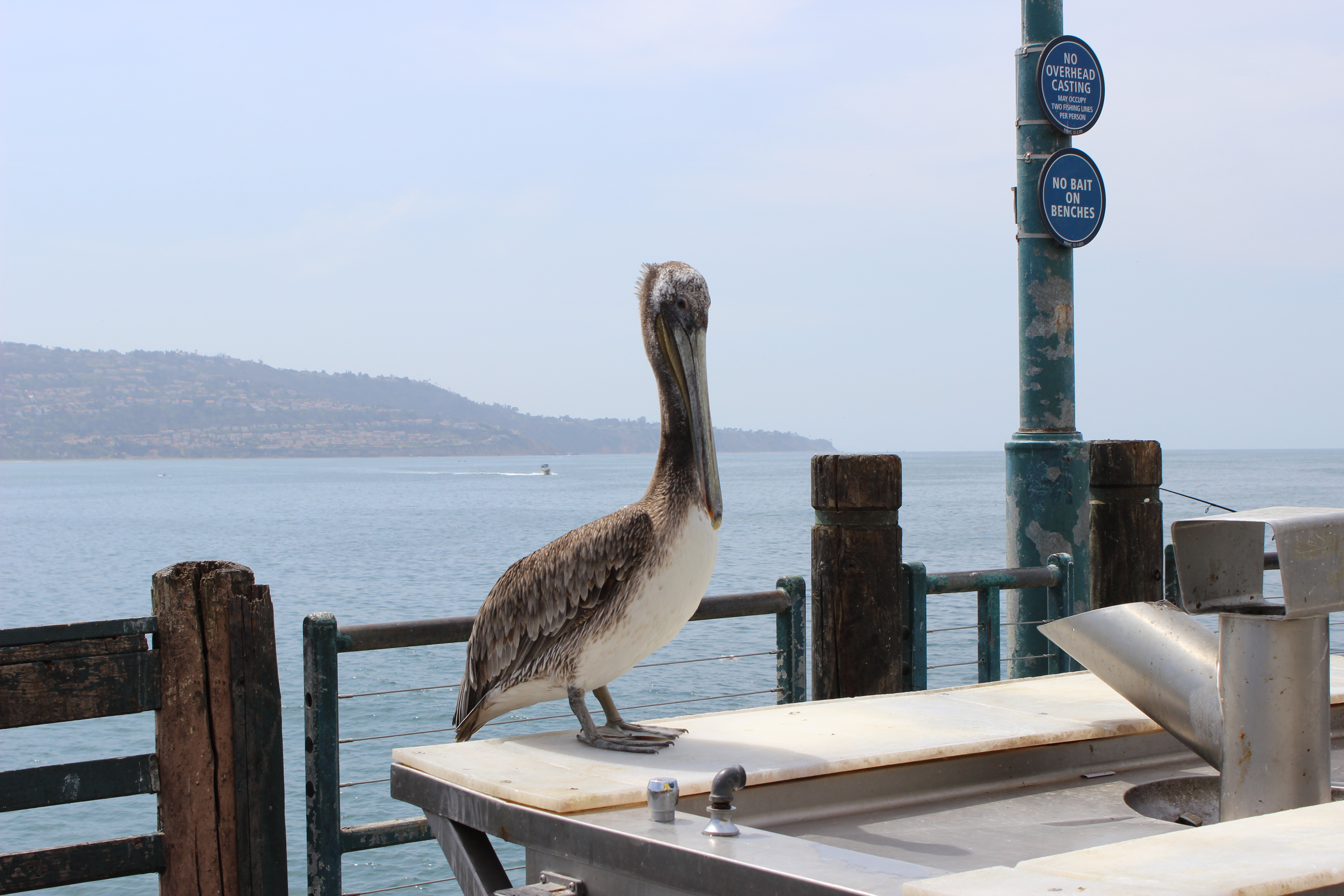 Pelican Mutilated in Long Beach. Photo, SCV Bail Bonds