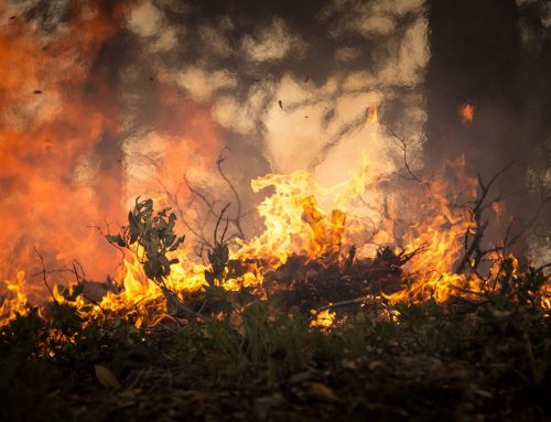 Man Arrested for Looting During Wildfires