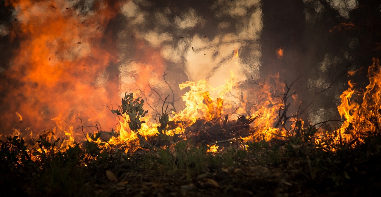 Man Arrested for Looting During Wildfires