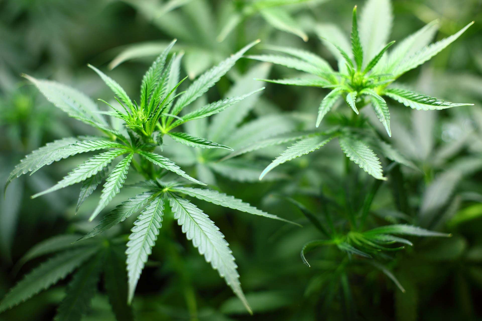 Anyonymous Tip Exposes Marijuana Grow House