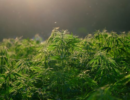 Illegal Marijuana Grows Busted